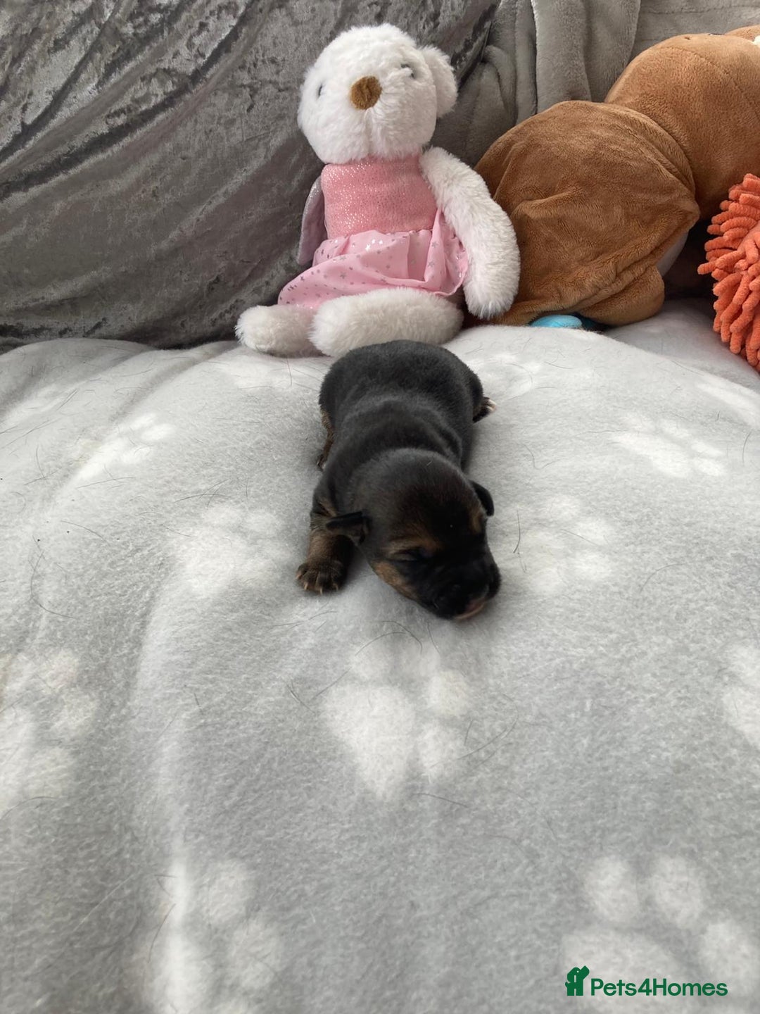 Jack Russell dogs for sale: Traditional jack Russell pups  - Image 5