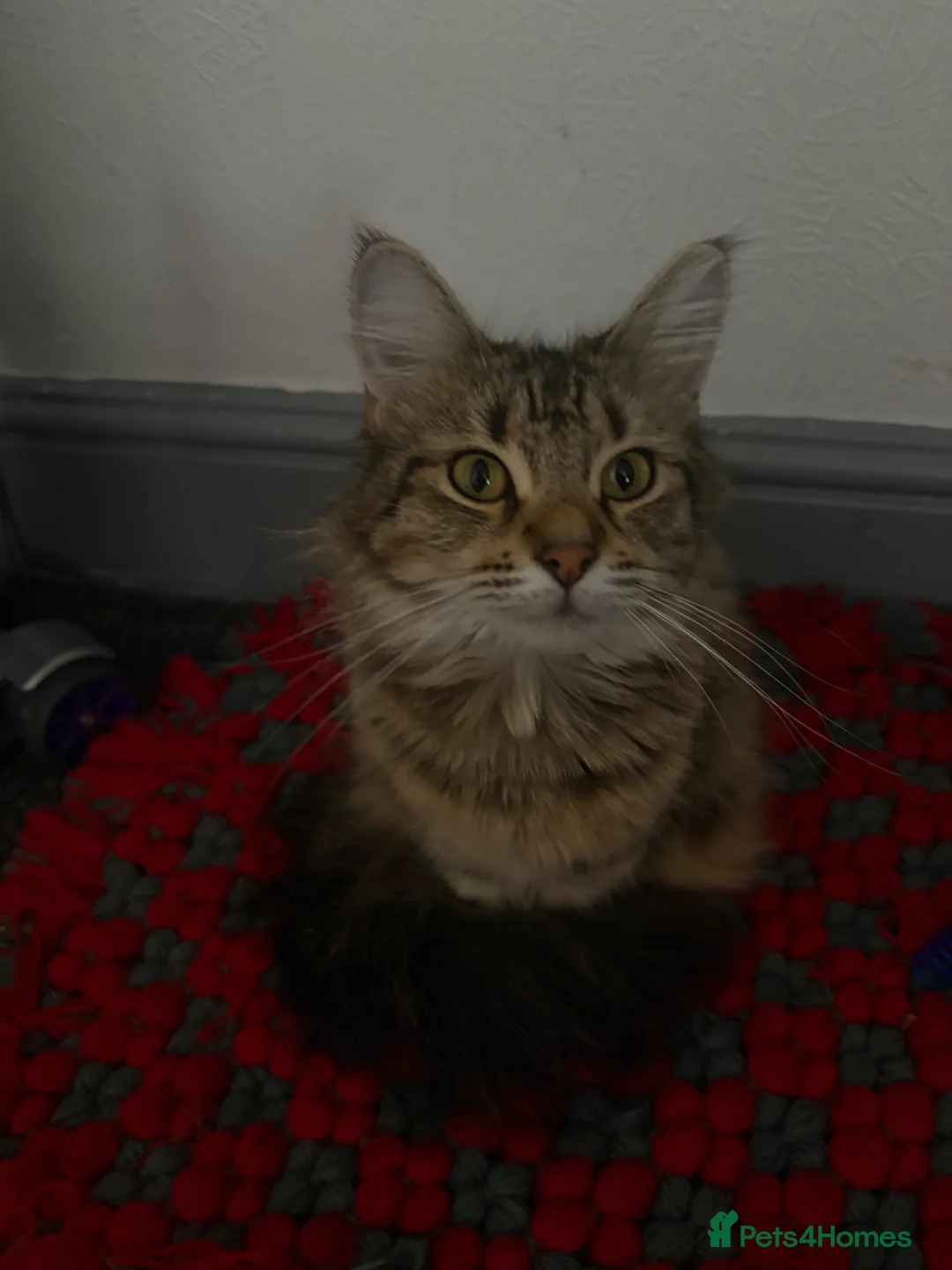 Mixed Breed cats for sale: Domestic medium haired cat - Advert 4