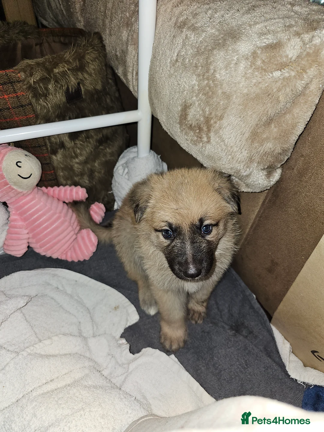 German Shepherd dogs for sale: 9 beautiful pure bred German Shepherd puppies - Advert 26