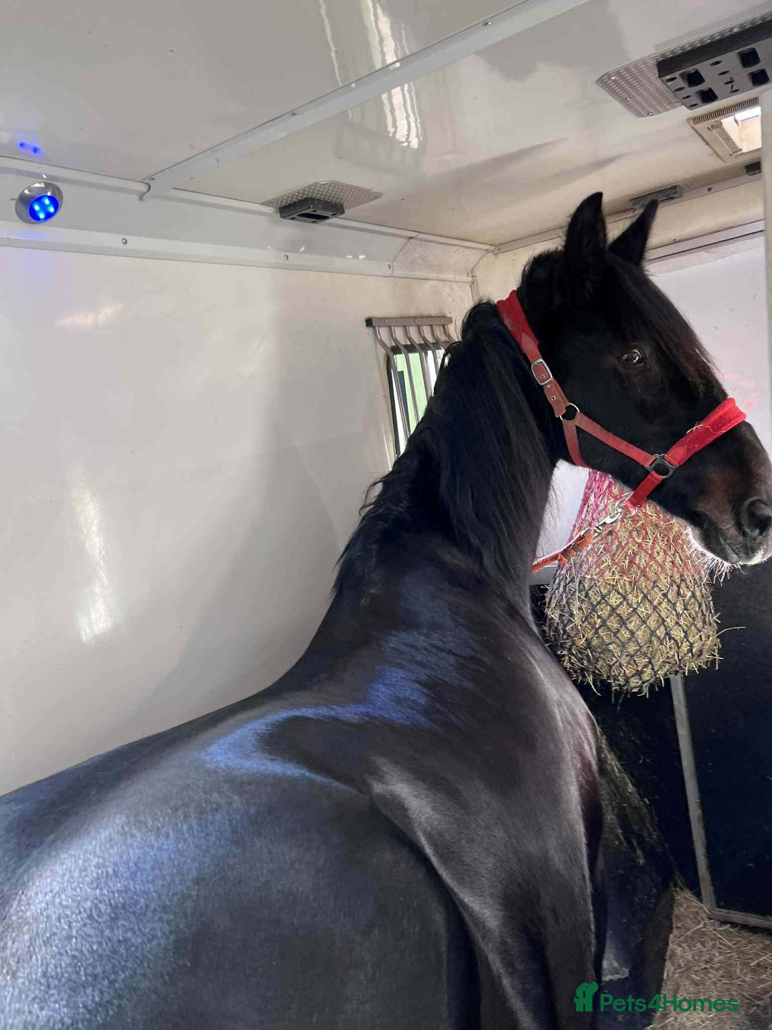 Friesian horses Lovely Katie looking for her forever home - Advert 1