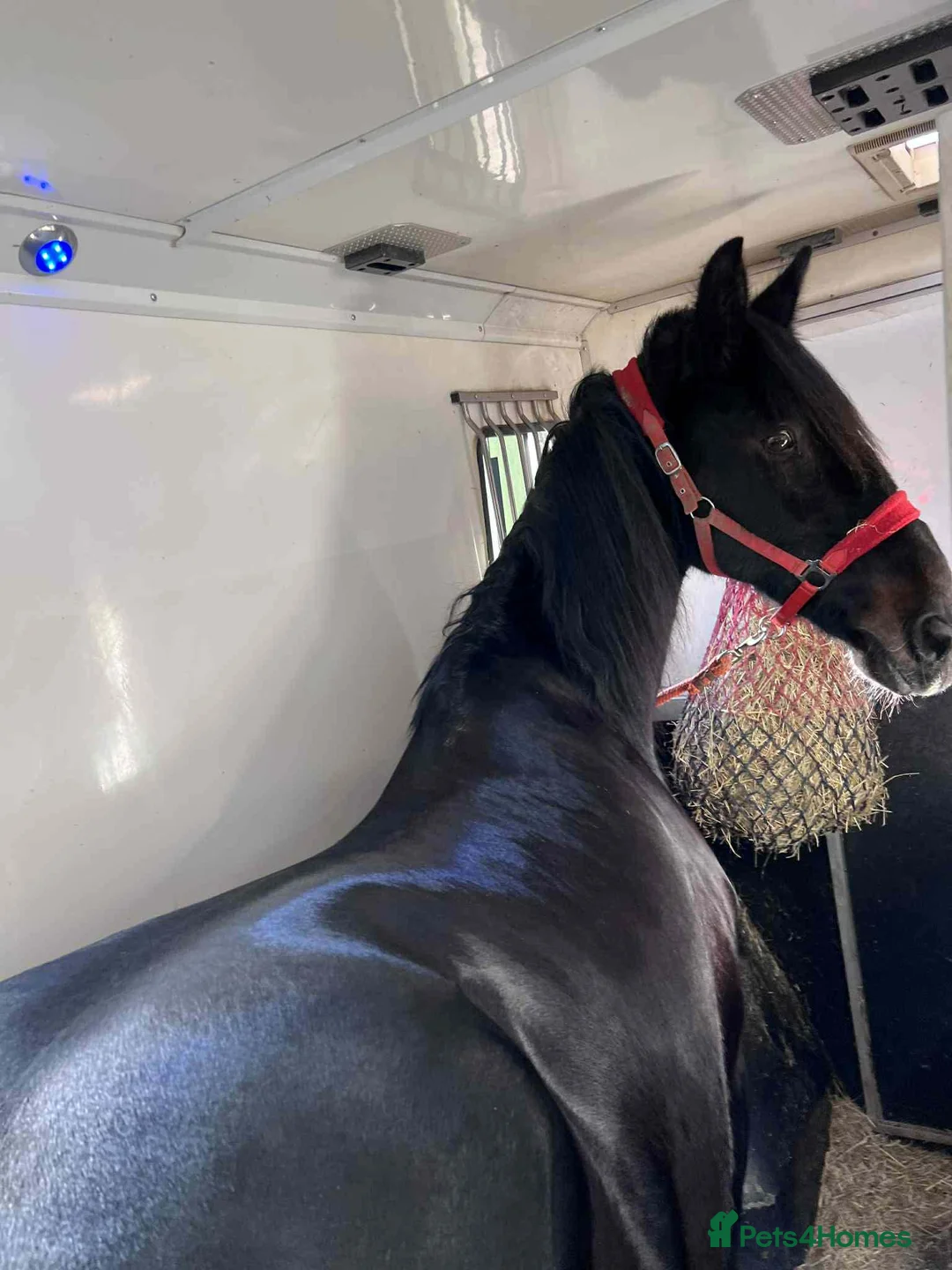 Friesian horses for sale: Lovely Katie looking for her forever home - Advert 2