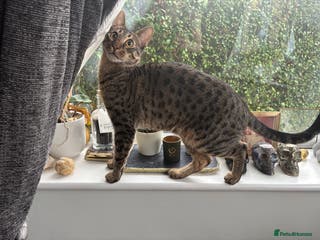 Savannah cats Super affectionate F6 SBT Savannah boy - Advert 4