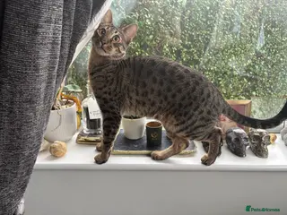 Savannah cats Super affectionate F6 SBT Savannah boy - Advert 4