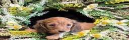 Miniature Dachshund dogs for sale: Stunning kc reg miniture dachshund in Deal - Advert 17