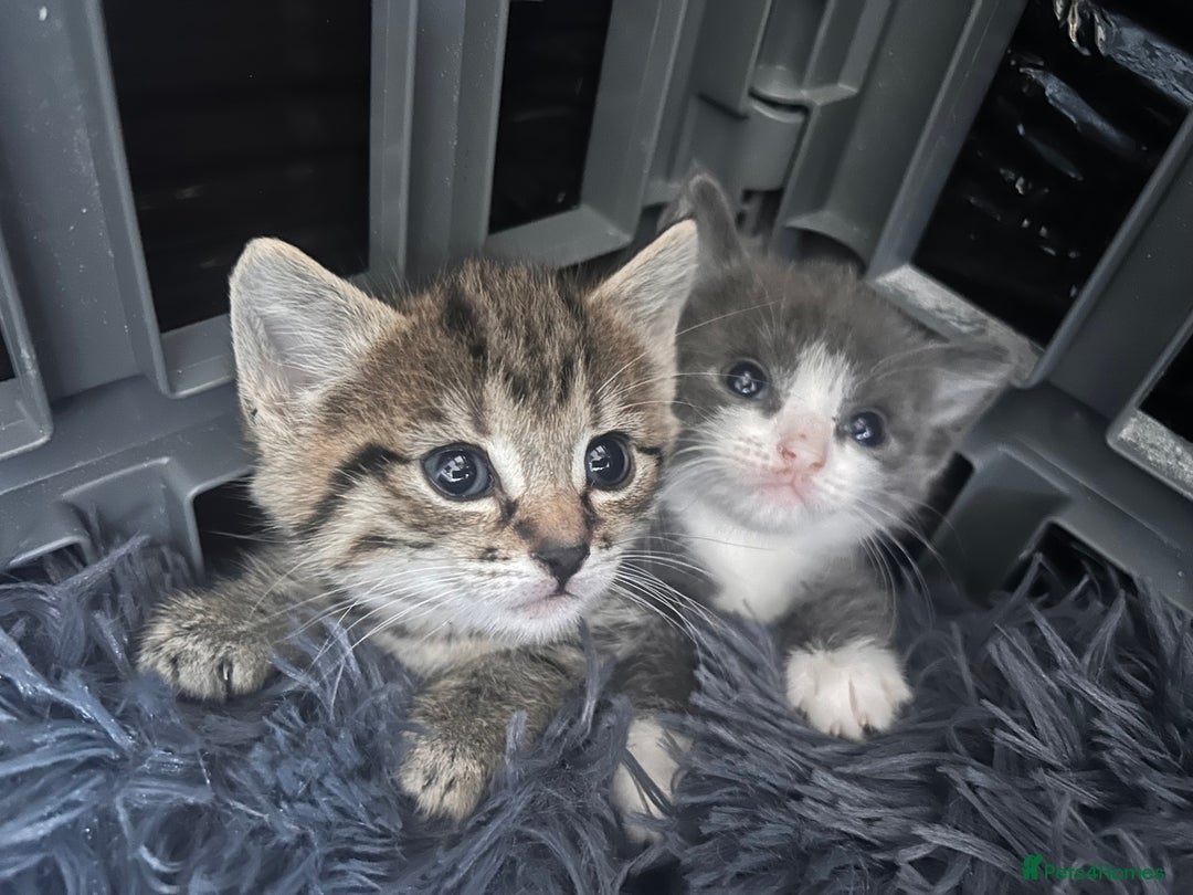Mixed Breed cats for sale: Tabby kitten  - Image 3
