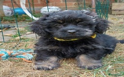 Mixed Breed dogs for sale: Poodle-Pekingese (peekapoo) pups - Image 7