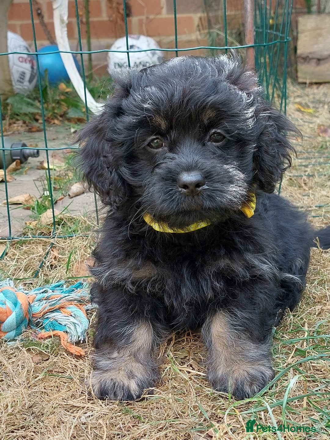Mixed Breed dogs for sale: Poodle-Pekingese (peekapoo) pups - Image 7