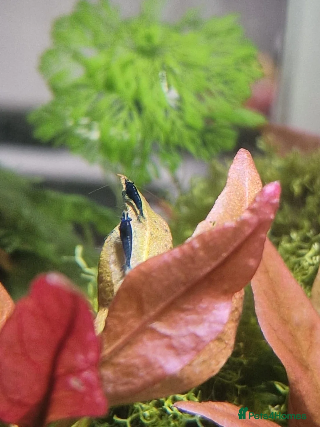 Shrimps fish for sale: 🔥Juvenile RED & BLUE SHRIMP 🦐 + a free plant 🍃 - Advert 23