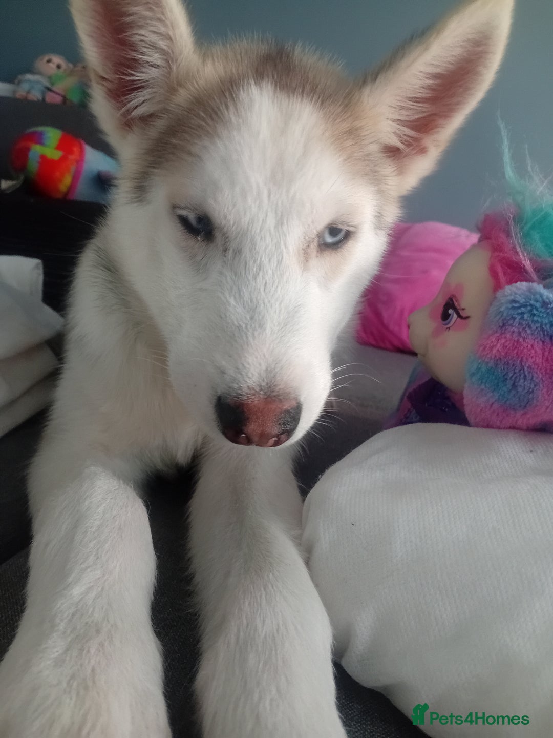 Siberian Husky dogs for sale: Sibirian Husky - Advert 4