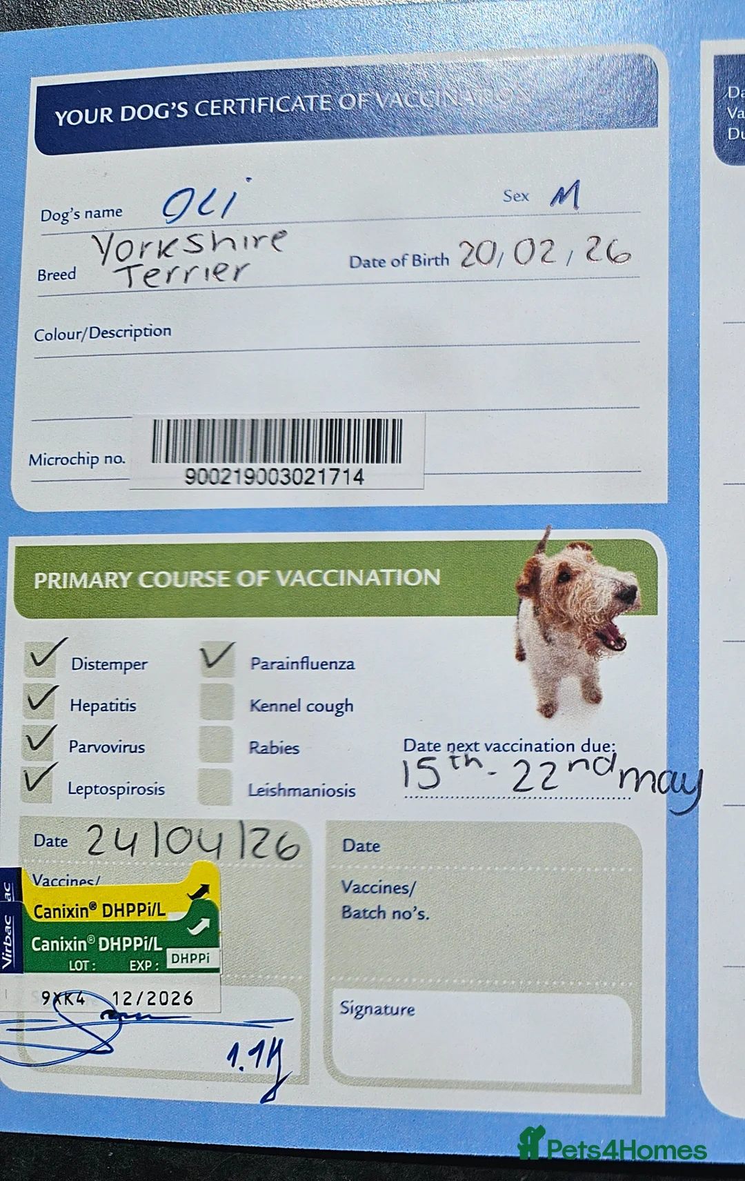 Yorkshire Terrier dogs for sale: DNA tested parents Biewer boy ready now - Advert 2