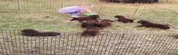 Sproodle dogs for sale: Sproodle puppies - Advert 6