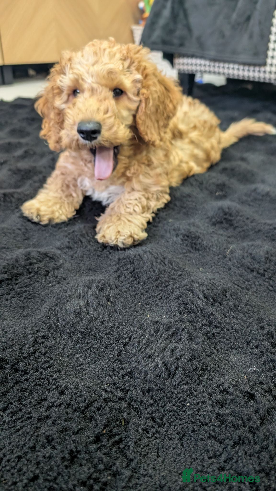 Cavapoochon dogs Adorable Cavapoochon Male Puppy  - Advert 2