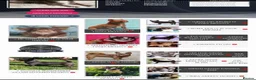 Chihuahua dogs for stud: KC reg-Health tested-PROVEN  - Advert 8