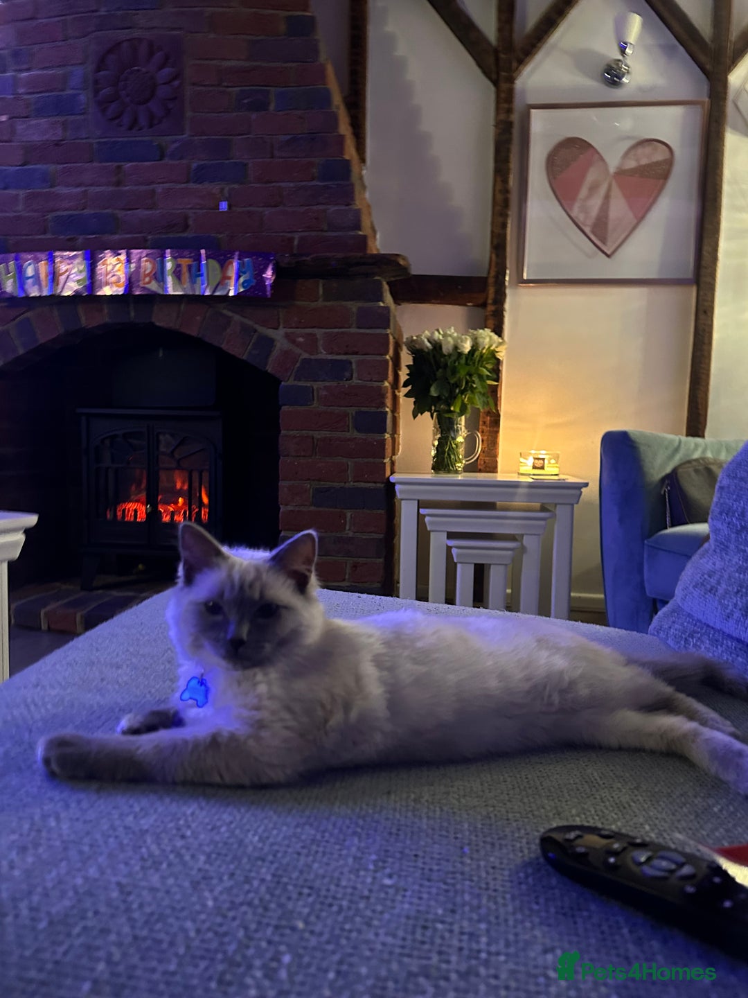 Ragdoll cats for sale: Ragdoll kitten  - Advert 5