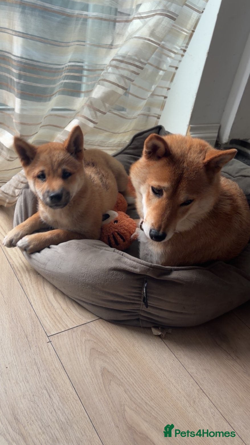 Japanese Shiba Inu dogs Shiba inu girl 🎀 - Advert 3