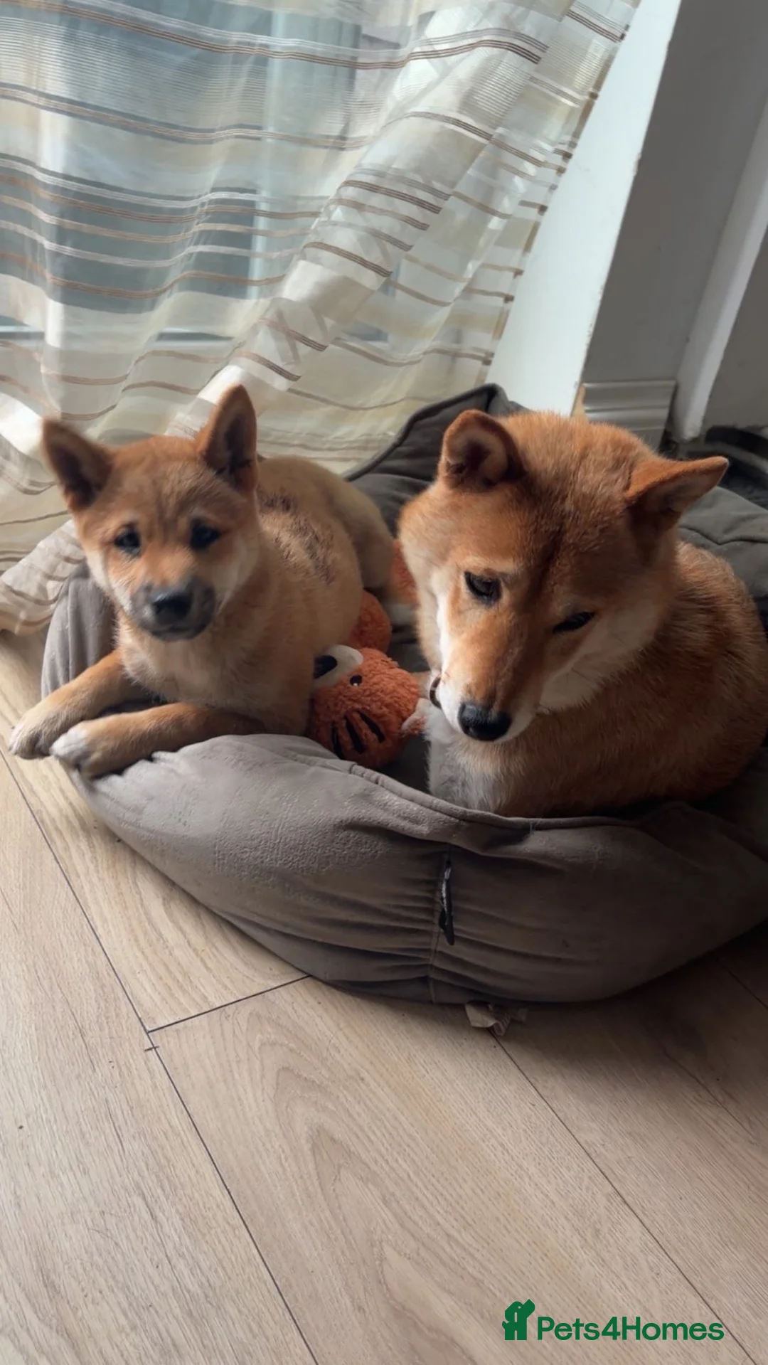 Japanese Shiba Inu dogs for sale: Shiba inu girl 🎀 - Advert 1