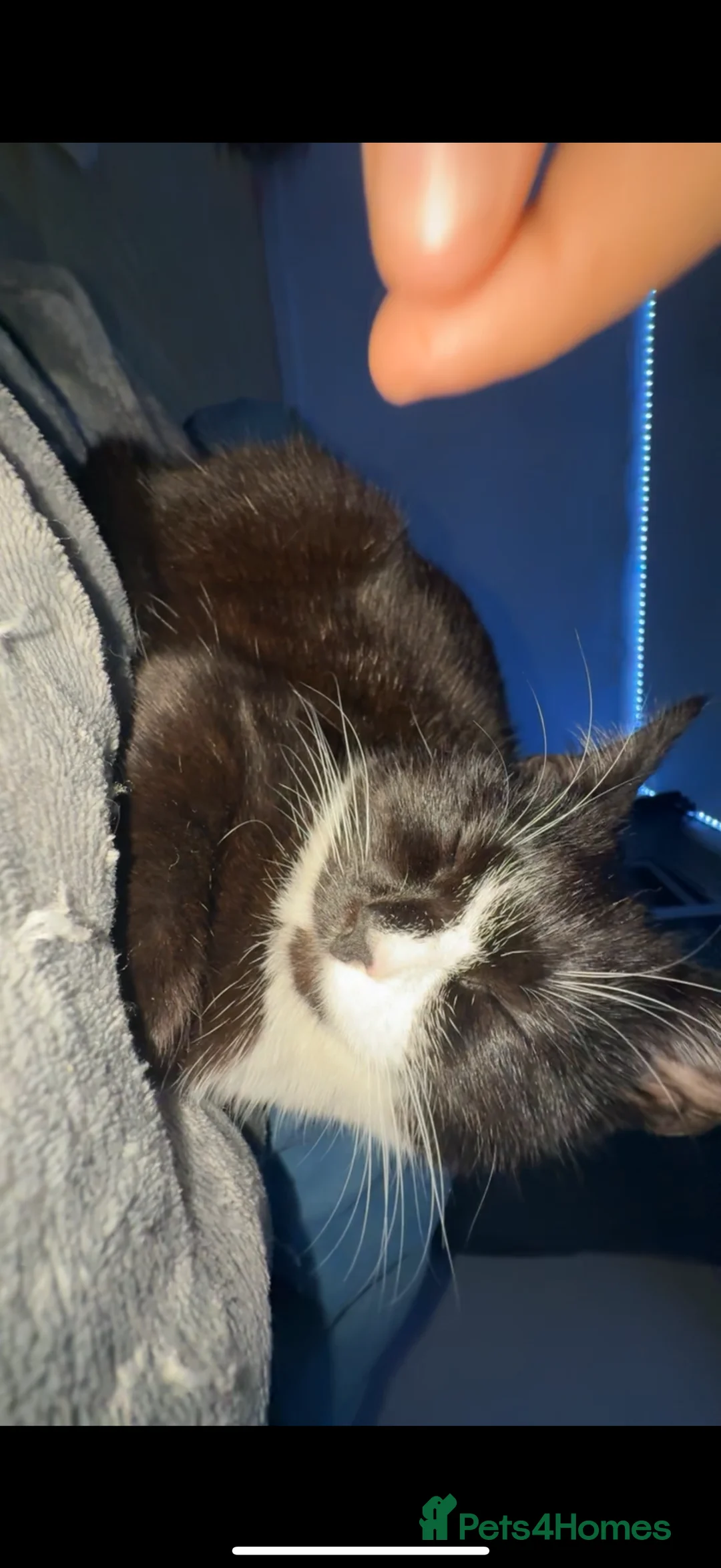 Bombay cats for sale:  NALA - Advert 10