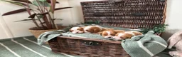 Cavalier King Charles Spaniel dogs for sale: CLEAR HEALTH TESTED cavalier King Charles pups - Advert 8