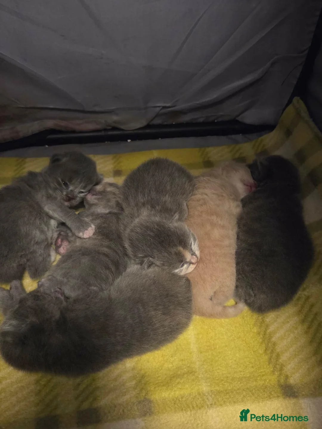 British Longhair cats for sale: BEAUTIFUL BRITISH LONGHAIR KITTENS in Runcorn - Advert 2
