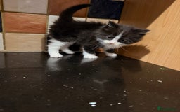 Ragdoll cats for sale: Ragdoll kittens - Image 18