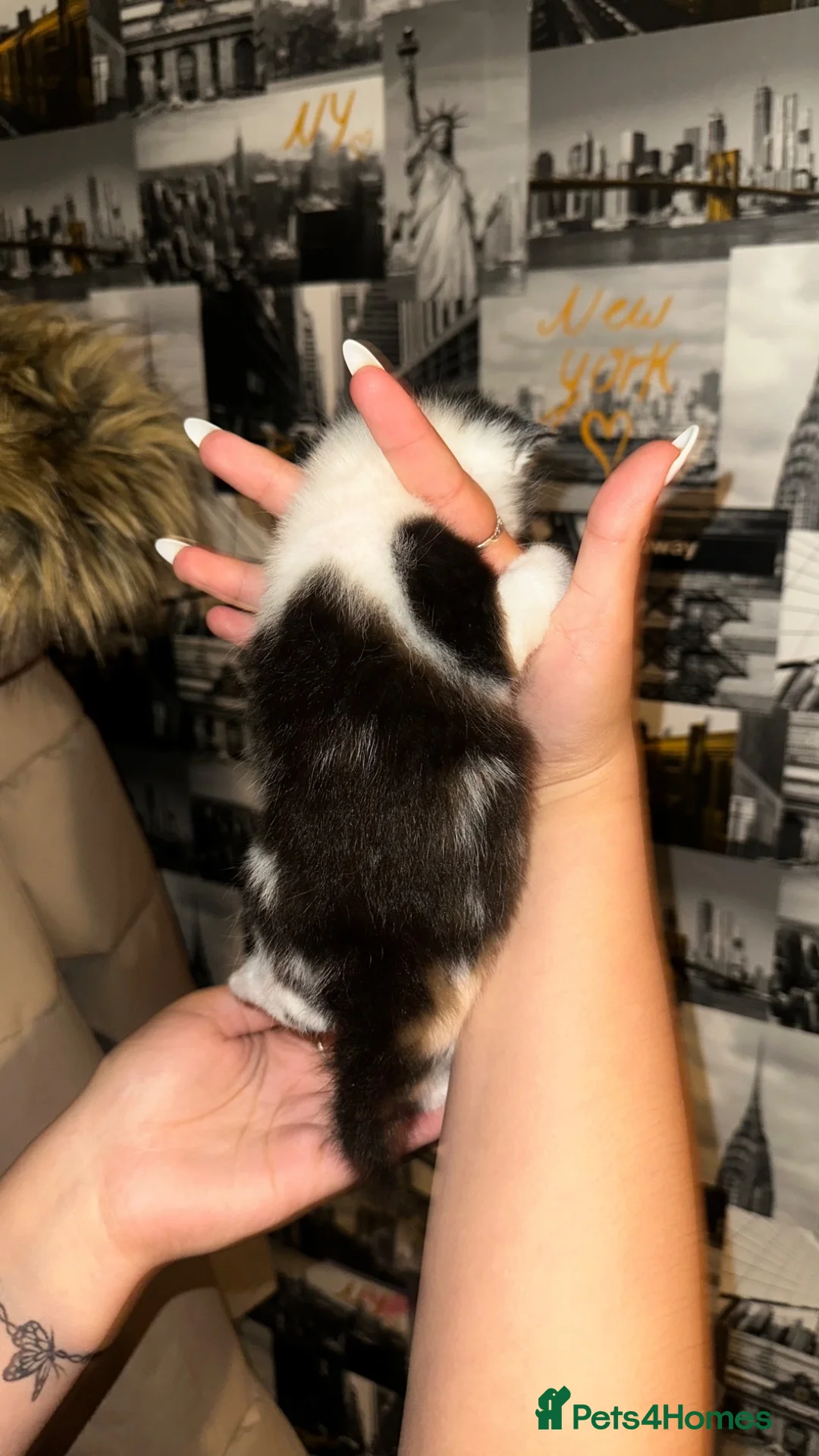 American Shorthair cats for sale: Premium-quality American shorthair 🐾 - Advert 11