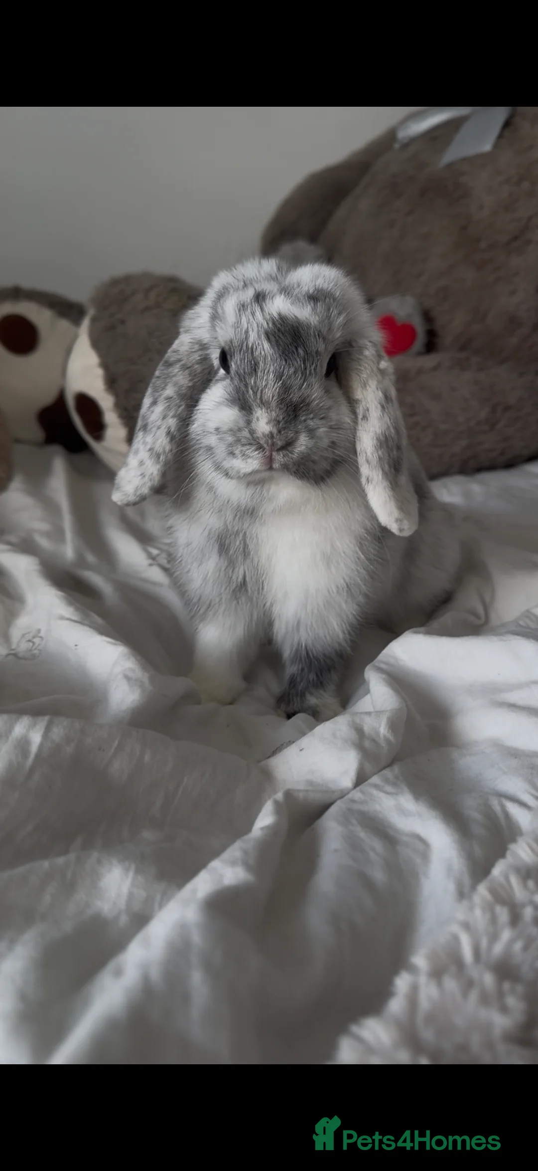 Mini Lop rabbits for sale: Female mini Lop  - Advert 2