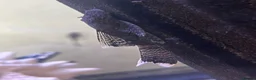 Plecos fish for sale: Still available! Longfin and shortfin bristlenose - Advert 7