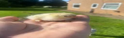 Mixed Breed poultry for sale: Day old ducklings and other poultry available - Advert 9