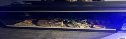Leopard Gecko reptiles for sale: Leopard Gecko Female & Full vivarium set up - Advert 10