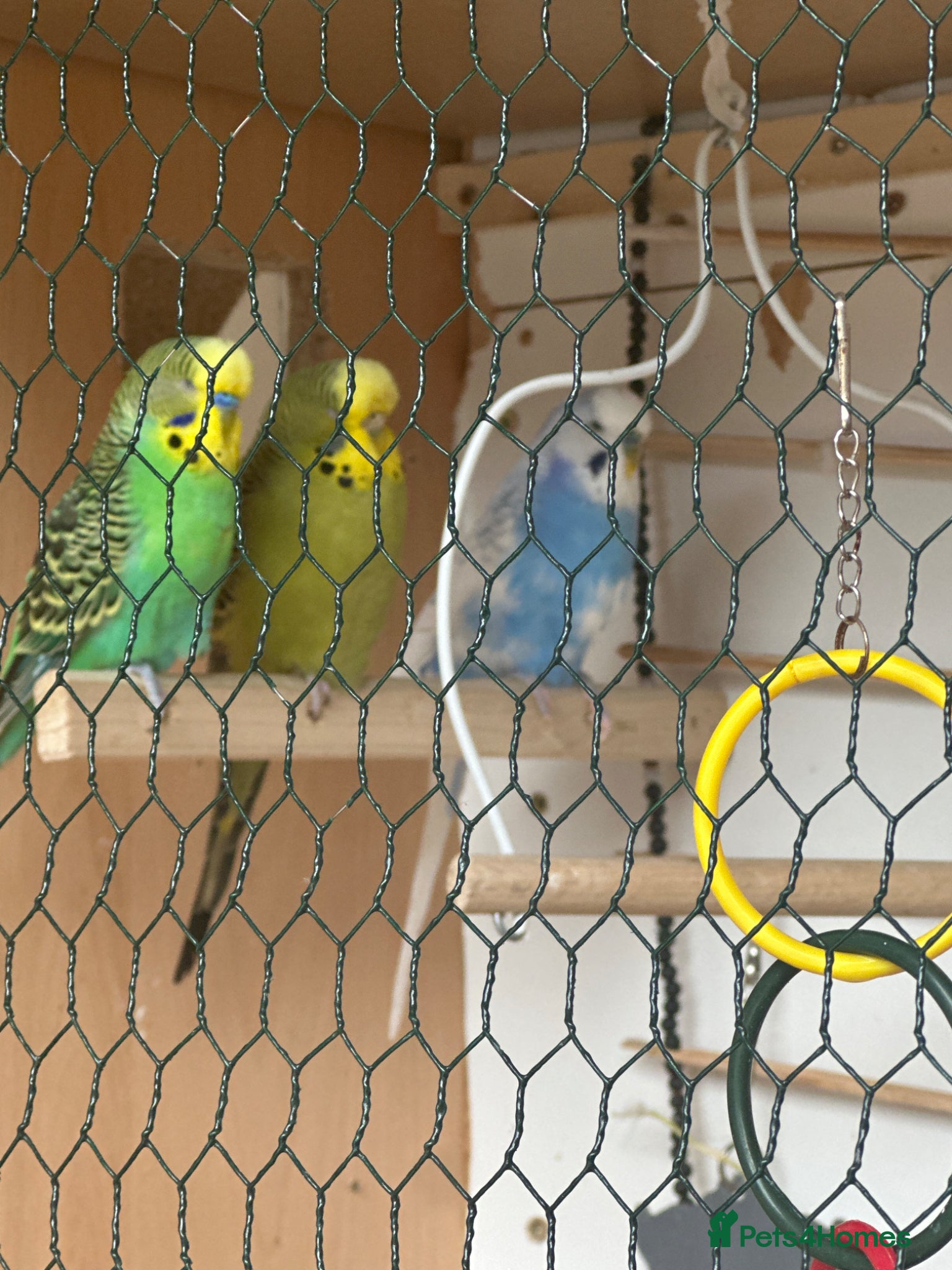 Budgerigars birds Lovely bonded pair  - Advert 2