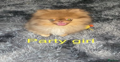 Pomeranian dogs - Advert 1
