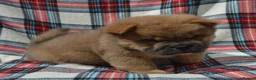 Chow Chow dogs for sale: beautiful smooth and rough coat chow babies - Advert 13
