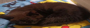 British Shorthair 2