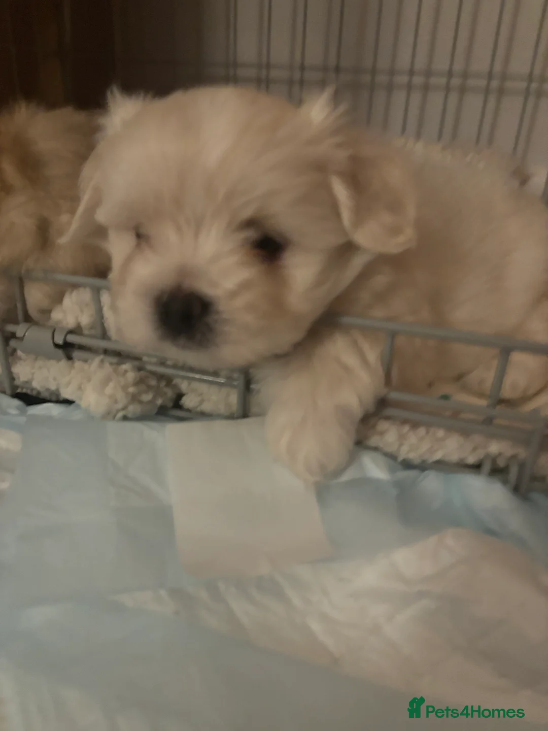 Maltipoo dogs for sale: Maltipoo - Advert 22