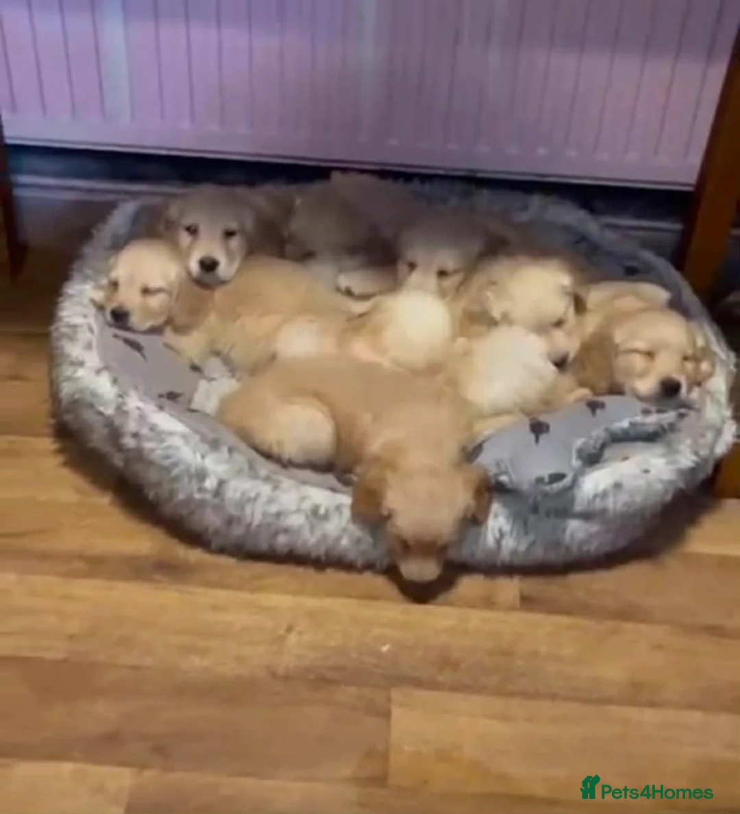 Golden Retriever dogs for sale: Golden Retriever Pups in Bradford - Advert 2