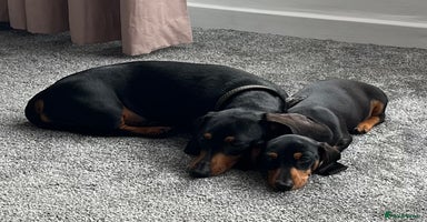 Miniature Dachshund dogs in North Shields - Advert 11