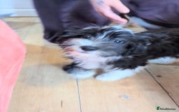 Chinese Crested dogs for sale: Chinese Crested Powder Puff - Female, 4 Months Old - Image 4