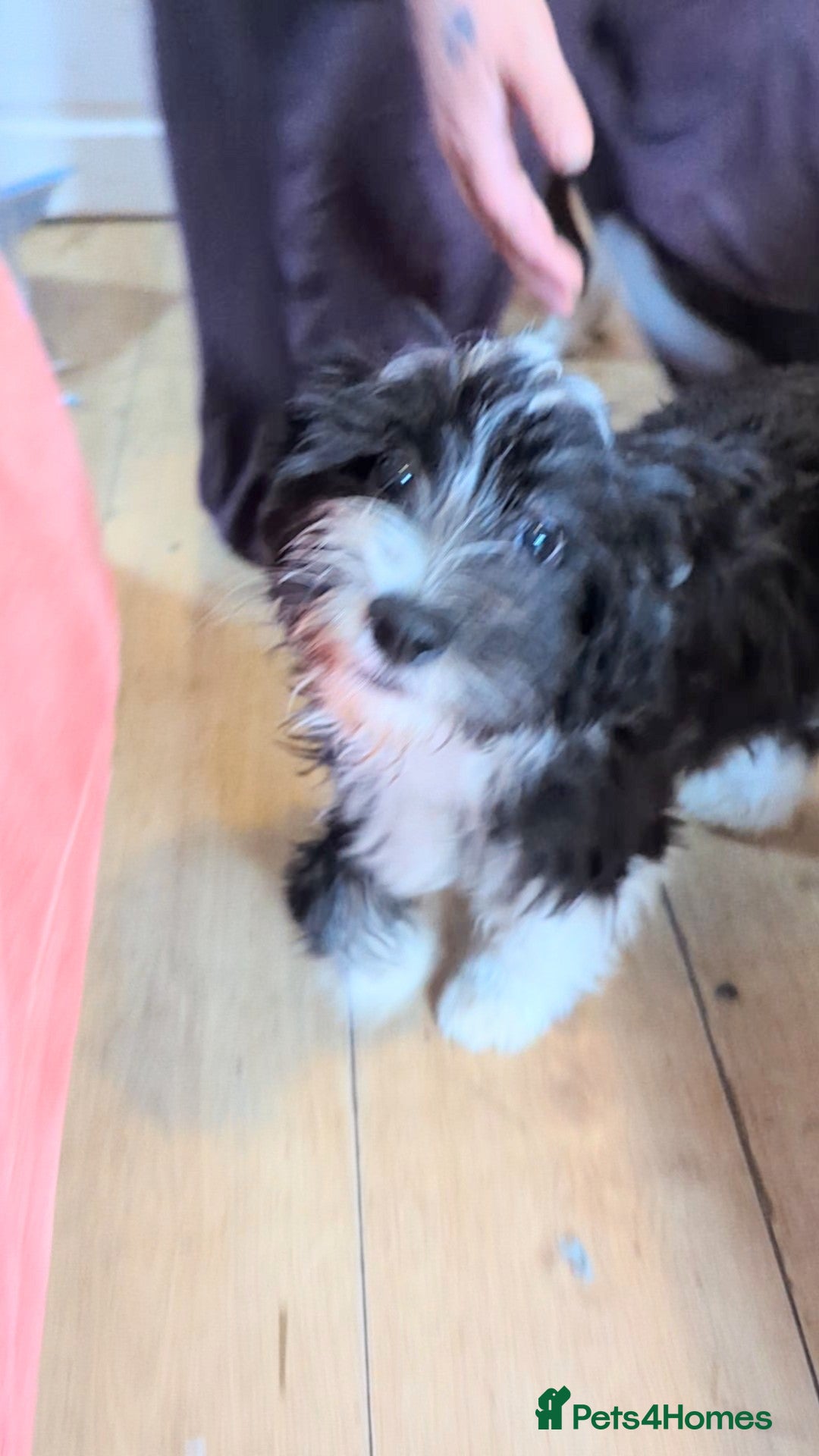 Chinese Crested dogs for sale: Chinese Crested Powder Puff - Female, 4 Months Old - Image 4