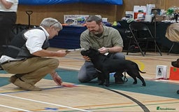 Staffordshire Bull Terrier dogs for stud: Black/Brindle and White Show quality Boy for Stud - Image 13