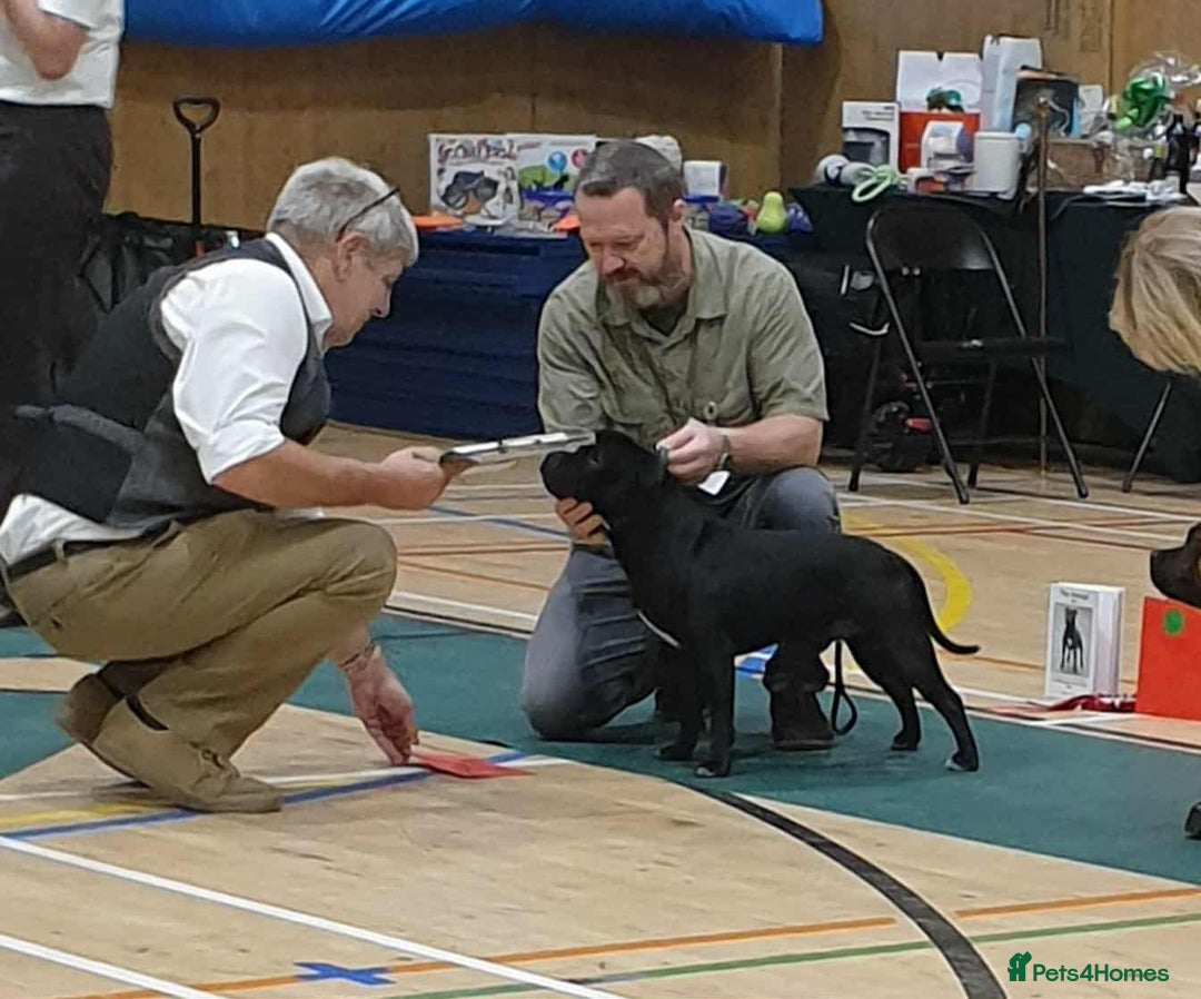 Staffordshire Bull Terrier dogs for stud: Black/Brindle and White Show quality Boy for Stud - Image 13