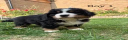 Bernese Mountain Dog dogs for sale: BEAUTIFUL BERNESE MOUNTAIN DOG PUPPIES-4 BOYS !!! - Advert 14