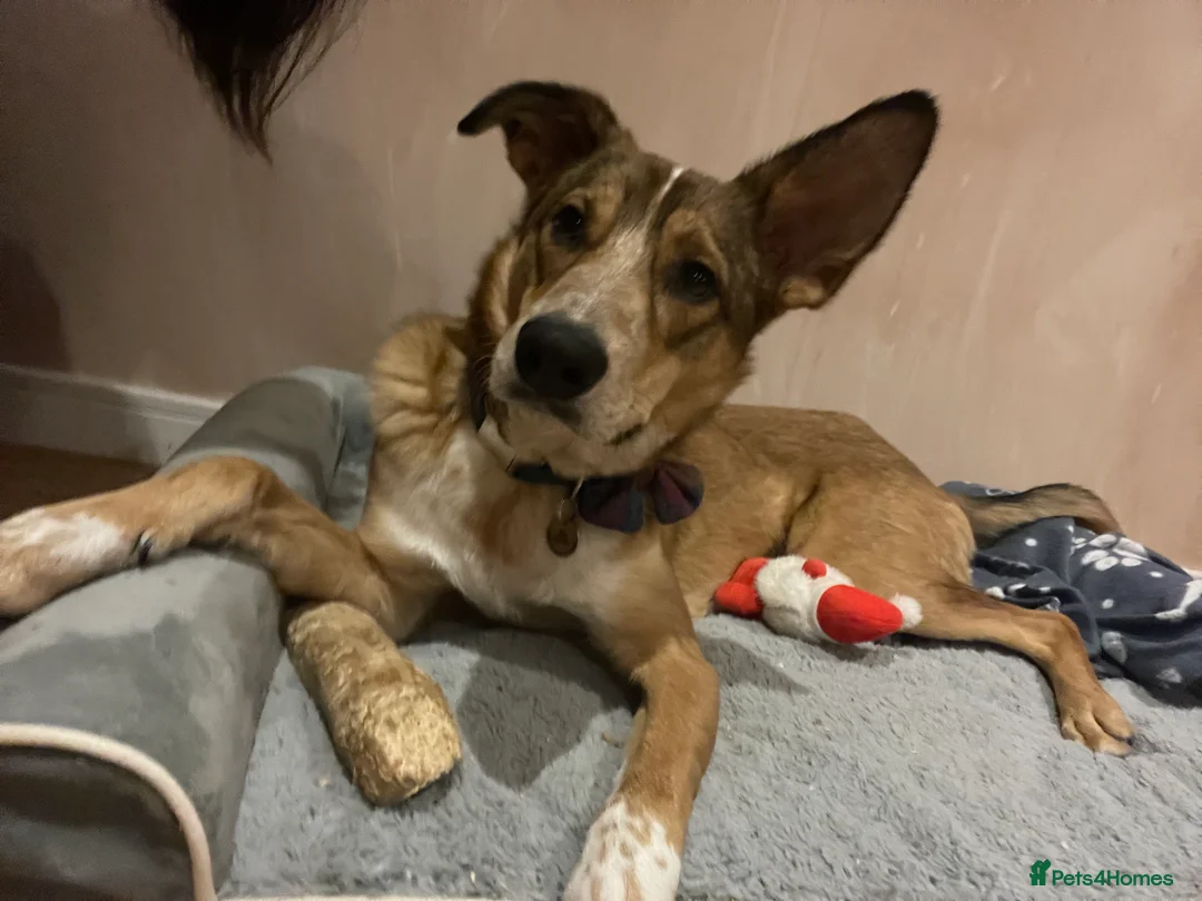 Mixed Breed dogs for sale: Beautiful mixed breed boy - Marley (rehome) - Advert 1