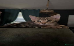 Domestic Shorthair cats for sale: 2 beautiful girls for sale  - Image 2