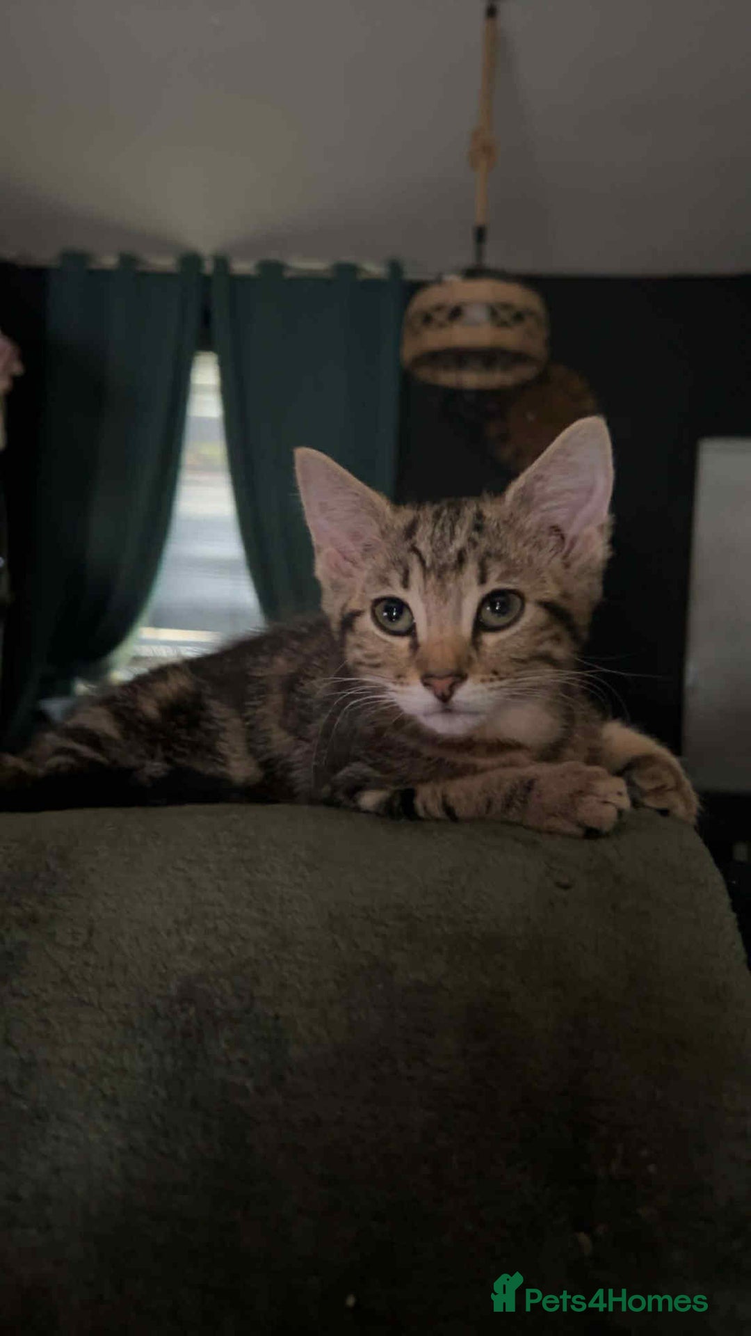 Domestic Shorthair cats for sale: 2 beautiful girls for sale  - Image 2