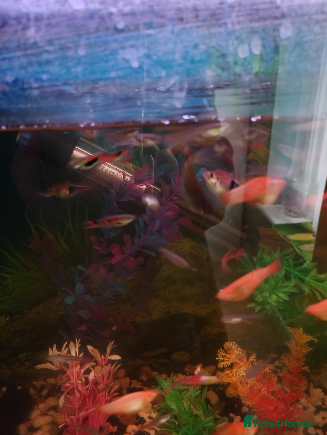 Mollies fish for sale: Young Mollies, endlers and cherry shrimp.  - Advert 7