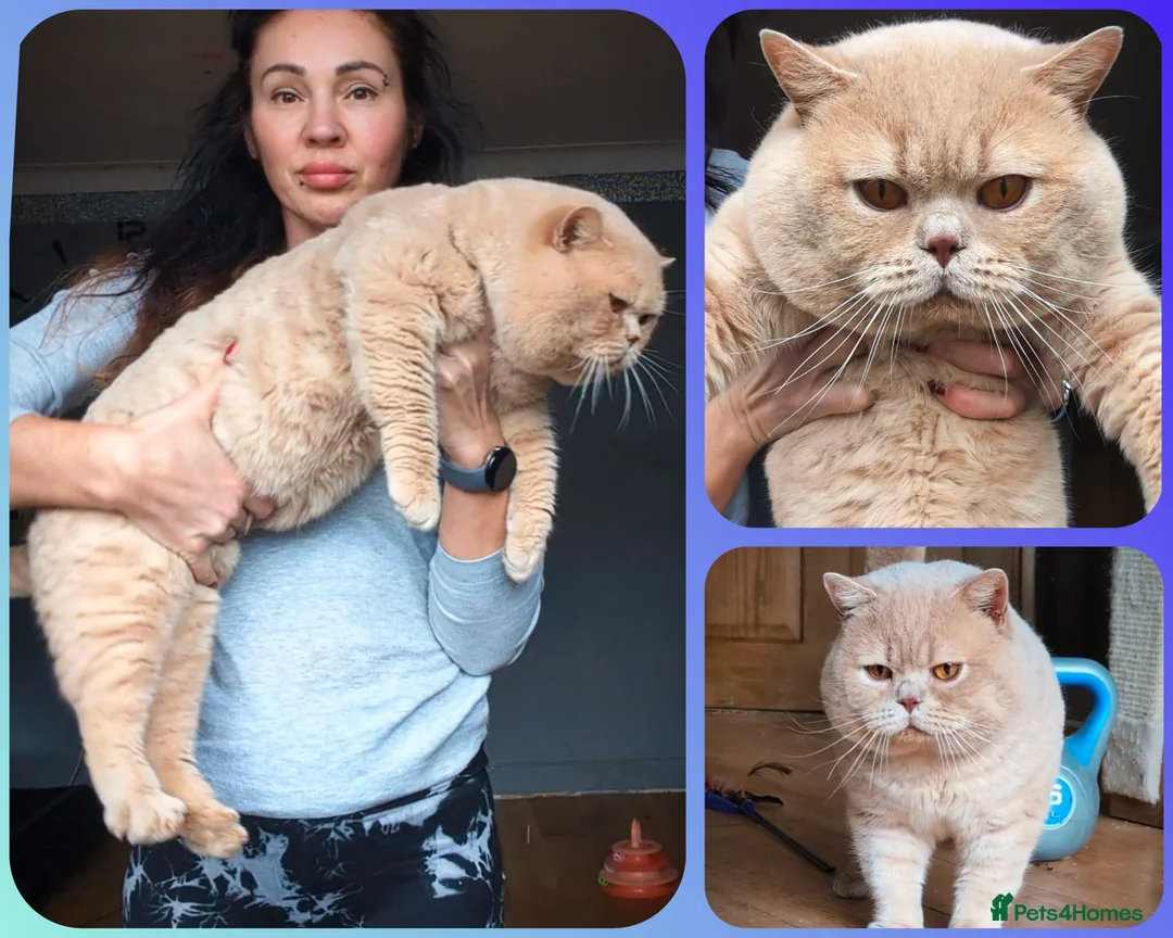 British Shorthair cats for stud: 💦PROVEN‼️GCCF & TICA reg‼️🐾CREAM 🩸Blood B - Advert 1