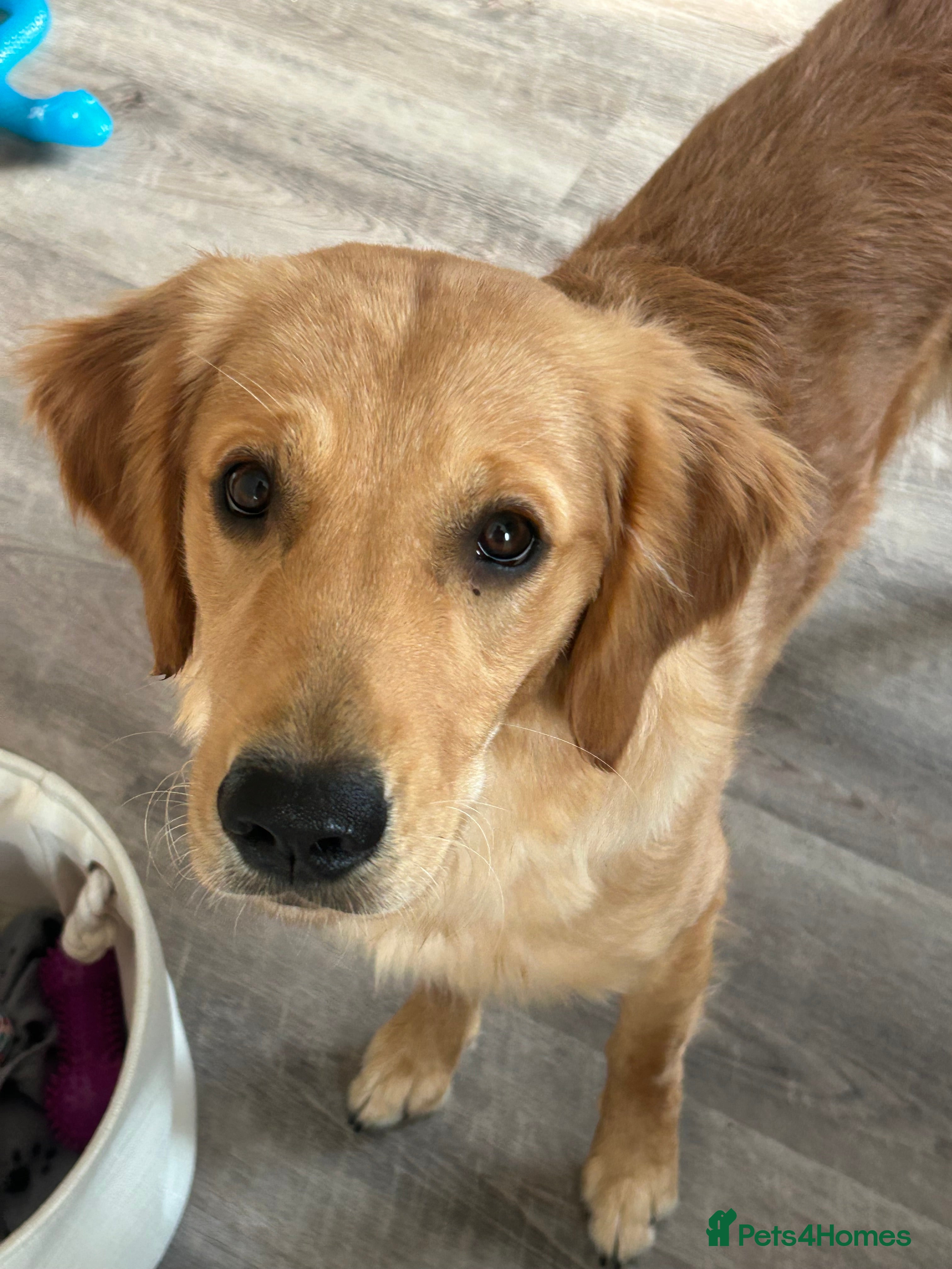 Golden Retriever dogs 9 month old KC registered Golden Retriever- Daisy in Lee-on-the-Solent - Advert 9