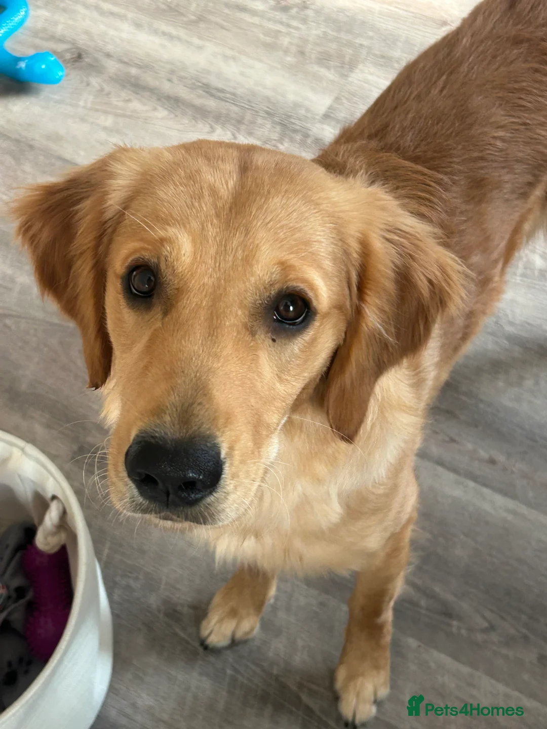 Golden Retriever dogs for sale: 9 month old KC registered Golden Retriever- Daisy in Lee-on-the-Solent - Advert 1