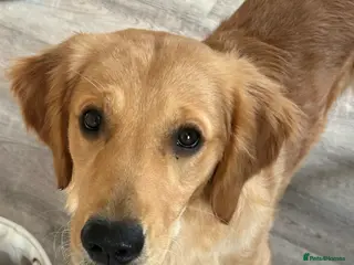 Golden Retriever dogs 9 month old KC registered Golden Retriever- Daisy in Lee-on-the-Solent - Advert 9