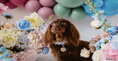 Miniature Dachshund dogs - Advert 8